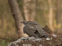 Havik [Astur Gentilis] - Grenspark Kalmthoutse Heide (4sept2025) 